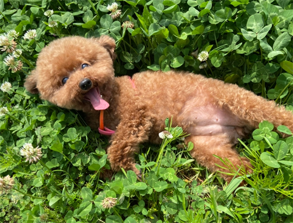 宠物狗狗肠胃炎症状