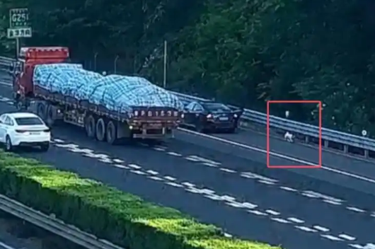 拉屎拉得全车都是,男子应急车道给狗铲屎称闻不下去 拉屎拉得全车都是,男子应急车道给狗铲屎称闻不下去