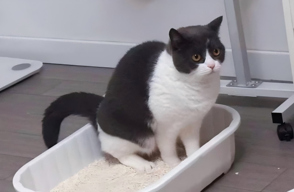 什么样的猫砂才是好猫砂？福丸栀子白猫砂兼顾环保与健康