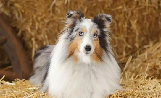 应对喜乐蒂牧羊犬窝咳：轻重病症用药均不同