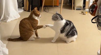俩猫打架又握手言和。网友:猫式相扑 俩猫打架又握手言和。网友:猫式相扑