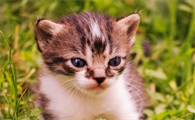 猫咪贫血会引起什么