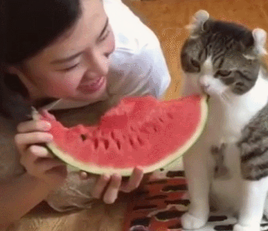 女主人吃西瓜，猫咪也想吃，吃上后就停不下来了！ 