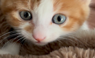 猫呕吐是啥病
