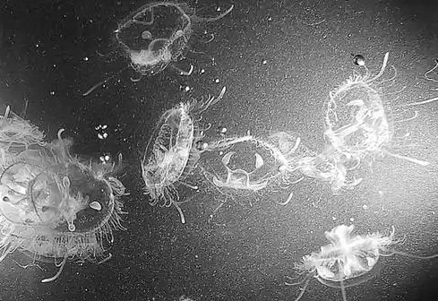 惊喜!怀宁高河发现桃花水母,生态之美引关注 惊喜!怀宁高河发现桃花水母,生态之美引关注