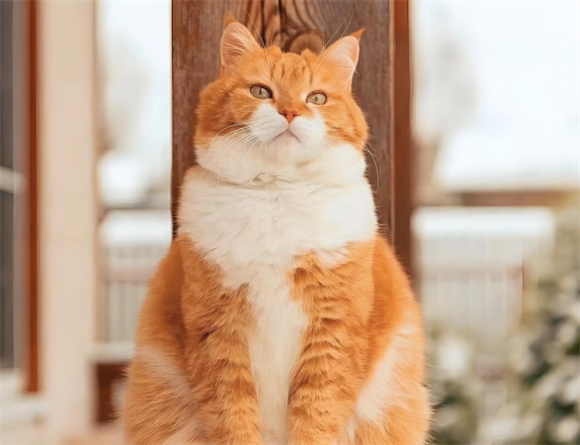 橘猫泌尿道感染：潜藏在“如厕异常”里的健康警报