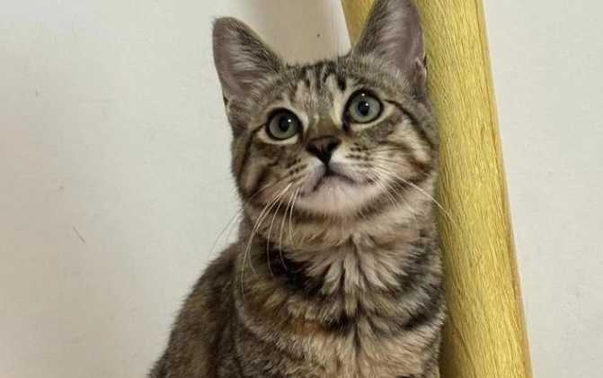 中国狸花猫:从土猫到世界名猫,实力不凡的“小精灵”! 中国狸花猫:从土猫到世界名猫,实力不凡的“小精灵”!