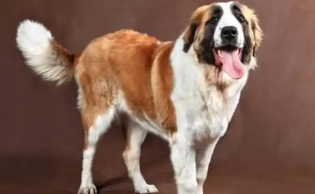 圣伯纳犬智力水平揭秘:相当于人类几岁儿童? 圣伯纳犬智力水平揭秘:相当于人类几岁儿童?