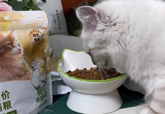 哪款猫粮长肉又健康?乐肯鲜肉烘焙猫粮让“小鼻噶”成功逆袭 哪款猫粮长肉又健康?乐肯鲜肉烘焙猫粮让“小鼻噶”成功逆袭