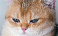 猫咪眼睛流泪能自愈吗