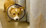 狗狗舔了碘伏中毒症状