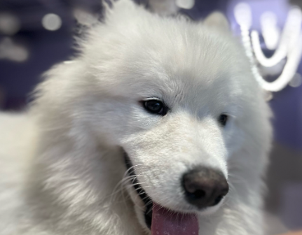 狗炎症重了会尿血吗