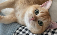 猫尿失禁的治疗方法