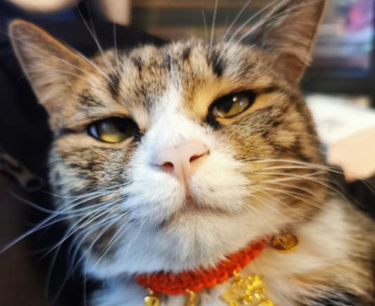 从乡野到荧幕：狸花猫的现代文化突围
