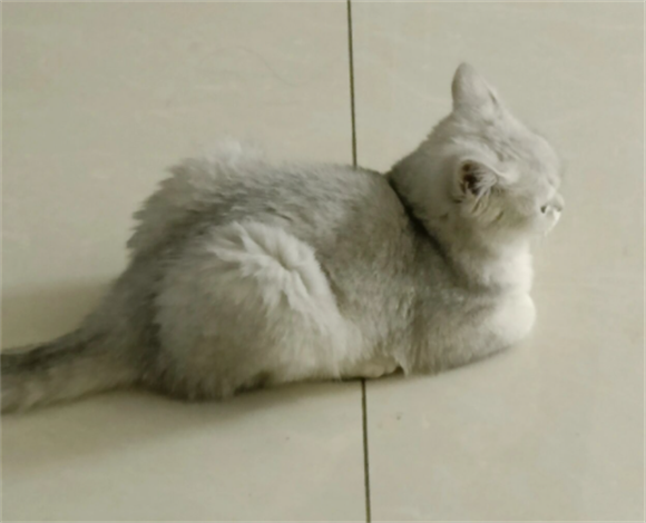 猫咪换环境会有什么反应