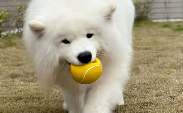 “雪橇三傻”之一萨摩耶：雪橇犬中的温情使者