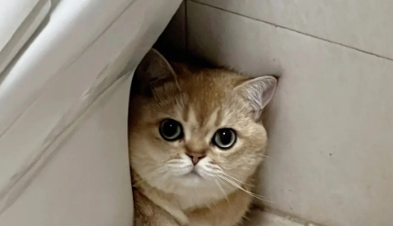 猫乱拉屎乱尿的原因是什么