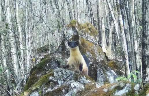 国家二级保护动物黄喉貂“亮相”十堰! 国家二级保护动物黄喉貂“亮相”十堰!