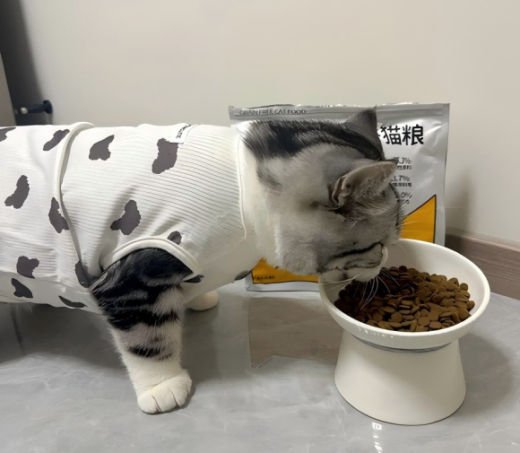 泪痕重吃什么猫粮？宠率无谷猫粮科学配方破解“红眼圈”难题
