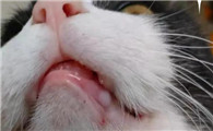 猫牙龈炎如何治疗