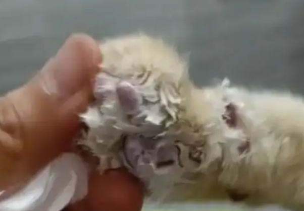 凌晨病情突然恶化,网红猫咪“五一”已确认死亡 凌晨病情突然恶化,网红猫咪“五一”已确认死亡