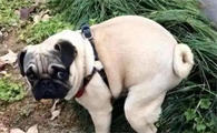 狗狗便秘的表现症状有哪些