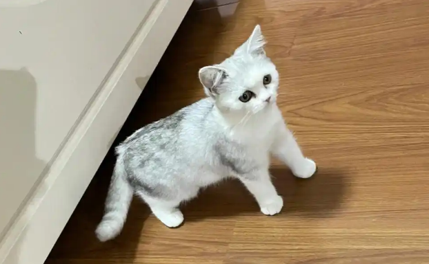 猫前腿断了怎么办