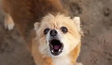 狗狗狂躁症如何治疗 狗狗狂躁症如何治疗