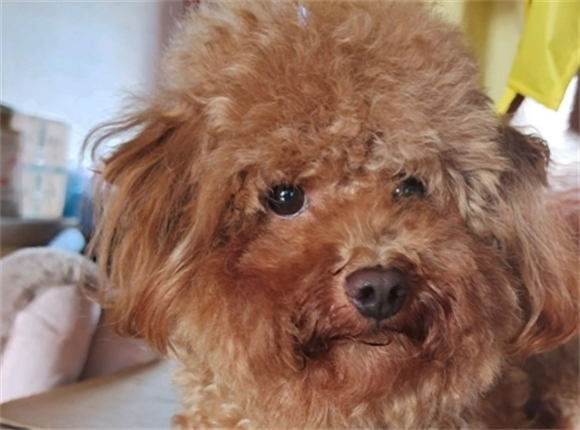 狗狗被传染细小病毒几天才会发病