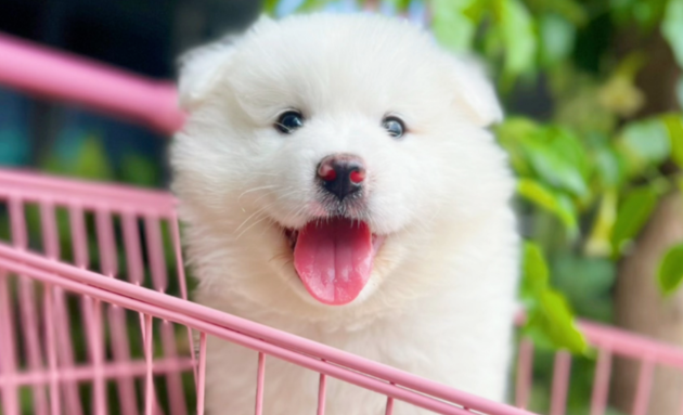 萨摩耶能长多大？从幼犬到成犬的生长密码