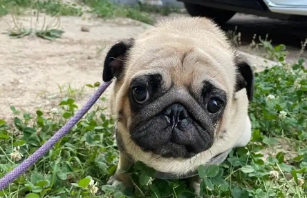狗狗便秘吃什么最好最快通便啊 狗狗便秘吃什么最好最快通便啊
