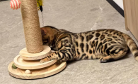 幼猫玩具推荐：布鲁仕猫转盘成为猫咪解压神器