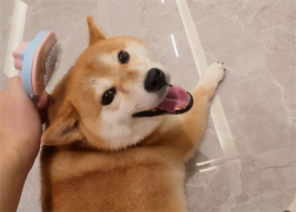 狗狗口水多是什么原因分析