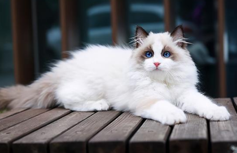 猫咪过度进食该如何控制喂食量