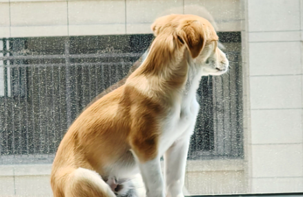 狗狗肾炎怎么治疗 狗狗肾炎怎么治疗