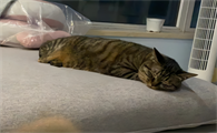 猫咪换环境一直叫是什么原因