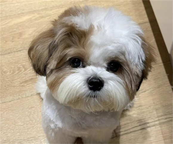 西施犬也会患上白血病？如何治疗才能延长生存期