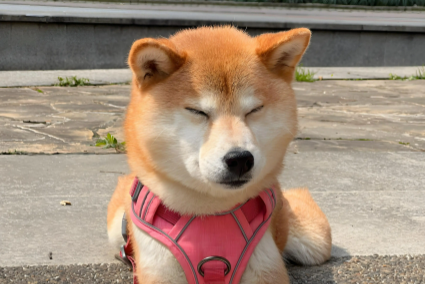 狗狗一直转圈圈咬尾巴是怎么回事 狗狗一直转圈圈咬尾巴是怎么回事