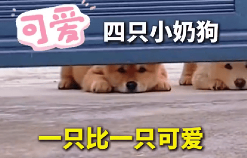四只小奶狗集体出动有多可爱？网友：狗狗祟祟，可爱到爆！