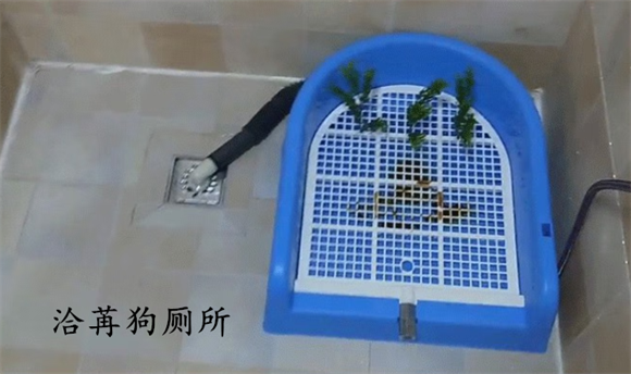 全自动狗厕所推荐——洽苒狗厕所，宠物如厕更自在