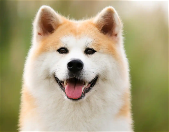 告别眼部不适：秋田犬结膜炎的科学康复之路