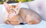 猫传染病康复期如何增强免疫力