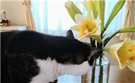 猫咪可以闻百合香味吗
