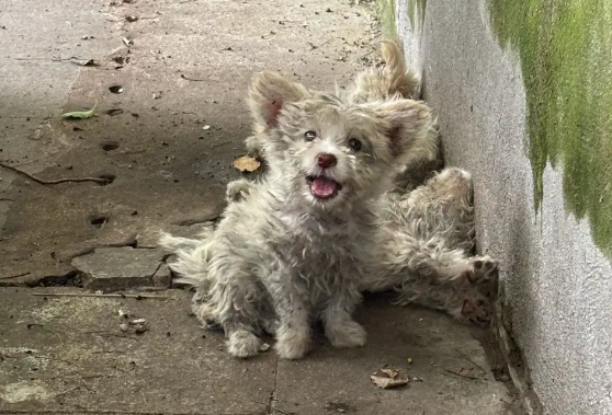 揪心!宠物遗弃现象频发,那些被抛弃的毛孩子何去何从? 揪心!宠物遗弃现象频发,那些被抛弃的毛孩子何去何从?