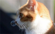 猫鼻子不通气能自愈吗