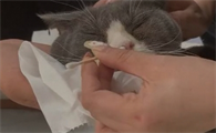 猫咪鼻塞不通气小妙招