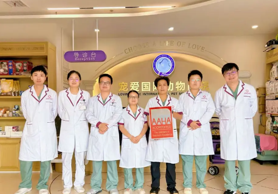 探秘宠爱国际:解锁宠物医疗服务的独特魅力 探秘宠爱国际:解锁宠物医疗服务的独特魅力