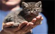猫咪的外形偏小的原因是啥