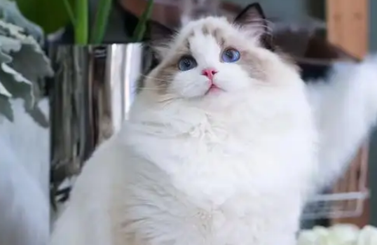 不绝育的猫咪会有哪些健康问题
