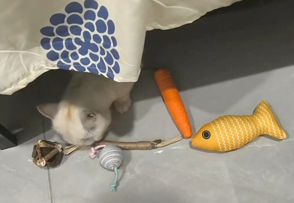 猫咪最喜欢的猫玩具！泰格宠物玩具五件套：把“游乐场”搬回家！